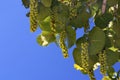 Sea Grapes against a blue sky