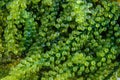 Sea Grapes (Caulerpa Lentillifera) seaweed