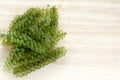 Sea grapes or green caviar Caulerpa lentillifera on wooden backgrounds