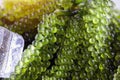 Sea grapes ( green caviar ) seaweed