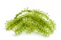 Sea grapes green caviar seaweed