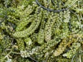 Sea grapes or green caviar or Umi budo or Caulerpa lentillifera seaweed. Natural healthy raw food from sea