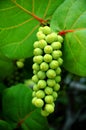 Sea Grapes Vertical