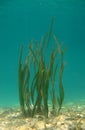 Sea grass Royalty Free Stock Photo