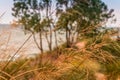 Sea grass on a dune off of Lake Michigan Royalty Free Stock Photo