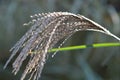 Ornamental Lanscape Sea Grass Royalty Free Stock Photo