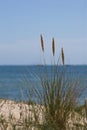 Sea grass on sand dune with sea behind Royalty Free Stock Photo