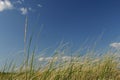 Sea Grass & Sky