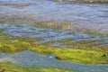 Sea grass weed on a stone moss in Bali at the beach