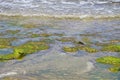 Sea grass weed on a stone moss in Bali at the beach