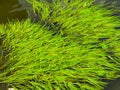 Sea Grass or Zostera marina Royalty Free Stock Photo