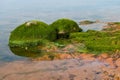 Sea green algae on stone in water. Wet seaweed covered stone Royalty Free Stock Photo