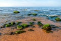 Sea green algae on stone in water. Wet seaweed covered stone Royalty Free Stock Photo