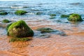 Sea green algae on stone in water. Wet seaweed covered stone Royalty Free Stock Photo