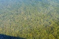 Sea green background of algae seaweed. Stone with bright seaweed closeup. The natural velvet texture of seagrass.