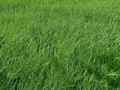 A Sea of Green: Exploring the Vibrant Rice Fields of Asia Royalty Free Stock Photo