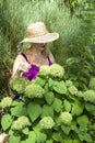 Sea of Green Hydrangeas