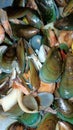 sea ??green mussels kerang hijau Royalty Free Stock Photo