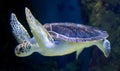 Sea Green Turtle Gliding By Royalty Free Stock Photo