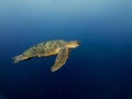 Sea Green Turtle Swiming in Blue Sea Background at Sipadan Island Royalty Free Stock Photo