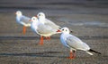 Sea Gul Bird Royalty Free Stock Photo