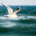 Sea gull Royalty Free Stock Photo