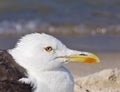 Sea Gull Royalty Free Stock Photo