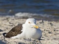 Sea Gull Royalty Free Stock Photo