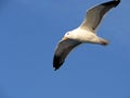 Sea Gull Royalty Free Stock Photo