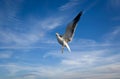 Sea gull Royalty Free Stock Photo