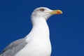 Sea gull