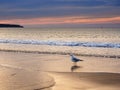 Sea gull Royalty Free Stock Photo