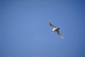 Sea-gull 3 Royalty Free Stock Photo