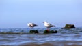 Sea gull Royalty Free Stock Photo