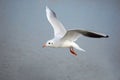 Sea gull Royalty Free Stock Photo