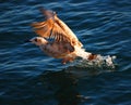 Sea gull Royalty Free Stock Photo