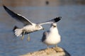 Sea gull