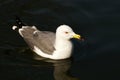 Sea gull Royalty Free Stock Photo