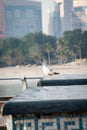 Sea gull in abu dhabi corniche