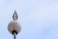 Rear view of a seagull tail Royalty Free Stock Photo
