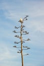 Sea Gull on Agave Flower Royalty Free Stock Photo