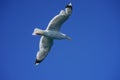 Sea gull on background of blue sky. Royalty Free Stock Photo