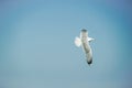 Sea gull on background of blue sky. Royalty Free Stock Photo