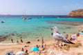 Sea gull on the beach Cala Escondida. Cala Comte, Ibiza, Balearic Islands. Spain Royalty Free Stock Photo