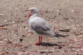 Sea Gull on the beach