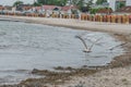 Sea gull at beach in Kellenhusen, Germany