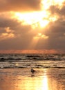 Sea gull in the sunset Royalty Free Stock Photo