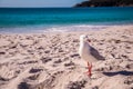 Sea gull on beach