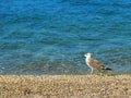 Sea gull on the beach texture Royalty Free Stock Photo