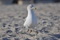Sea gull bird on a beach Royalty Free Stock Photo